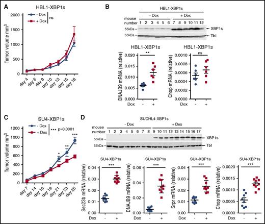 Figure 5. XBP1 signaling impairs GCB DLBCL tumor growth. (A-D) Immunodeficient AGR129 mice were injected subcutaneously with 2.5 × 106 HBL1 (A-B) or 3 × 106 SUDHL4 cells (C-D) that express XBP1s under treatment with doxycycline. Mice were daily-administered vehicle or doxycycline at 1 mg/mL concentration through water as described in “Materials and methods.” Mean tumor volume measurements were represented against the days of treatment (A,C). P values were calculated using 2-way ANOVA followed by Bonferroni posttest; n.s., P > .05, *P ≤ .05, **P ≤ .01, ***P ≤ .001. Efficiency of doxycycline-induced XBP1s expression and its target genes was validated by immunoblot and quantitative real-time PCR for the mice carrying HBL1-XBP1s (B) or SUDHL4-XBP1s tumors. (D) Each dot in the graph represents relative gene expression for a single mouse (B and D bottom panels). P values were calculated using the unpaired Student t test to compare nontreated vs treated groups; ***P ≤ .001.