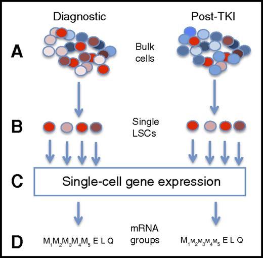Capturing single-cell mRNA expression before and after TKI therapy. This is a highly simplified presentation of the experimental design. First, bulk mononuclear cells from CP-CML patients at diagnosis and after TKI therapy (A) were flow cytometry sorted into single cells based on a group of surface antigens associated with the leukemia stem cell state (B). In this figure, LSCs are in shades of red, whereas normal stem cells are in shades of blue. Gene mRNA levels for 95 genes were performed on each cell (C). From these gene expression patterns, 7 different cell subtypes were inferred, including 4 myeloid groups (from less to more differentiated), and 1 group each with erythroid, lymphoid, and quiescence expression patterns. After therapy, residual CML cells were biased toward some pathways (schematically shown by size of font), the largest with inferred quiescence state, with the CD45RA−cKIT−CD26+ phenotype appearing to be the population mostly associated with TKI resistance.