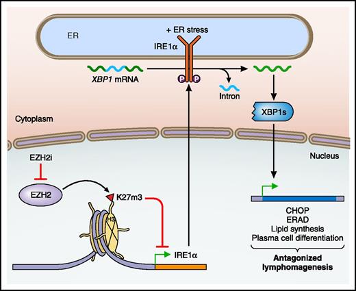 Regulation of the IRE1α branch of the UPR by EZH2 in GCB DLBCL. Within GCB DLBCL, the histone methyltransferase EZH2 trimethylates the tail of histone H3 at lysine 27 (H3K27m3), which represses the expression of IRE1α. The use of an EZH2 inhibitor (EZH2i) relieves the repression of IRE1α, which with ER stress converts XBP1 to its active, spliced form (XBP1s). XBP1s then initiates a transcriptional program, which in the GCB DLBCL context, antagonizes lymphomagenesis. ERAD, ER-associated degradation; P, phosphorylation. Professional illustration by Patrick Lane, ScEYEnce Studios.