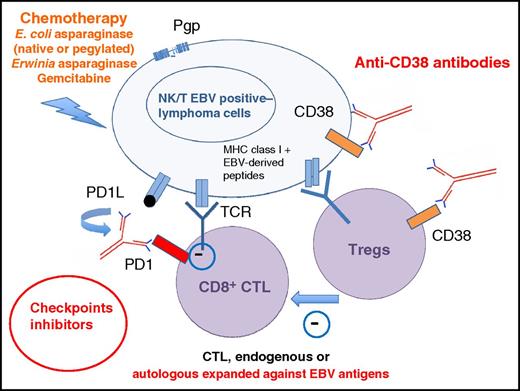 Multiapproach treatment of NK/T-cell lymphoma: l-asparaginase–based regimens (preferentially using pegylated forms or Erwinia asparaginase in patients with antibodies against Escherichia coli asparaginase and/or a low asparaginase activity), with Pgp-insensitive drugs, checkpoint inhibitors allowing cytotoxic T-cell–recognizing EBV antigens (EBNA1, LMP1, or LMP2), derived peptides to kill NK/T lymphoma cells (these T cells may be in vitro expanded against EBV antigens), and anti-CD38 antibodies able to kill NK/T lymphoma cells and to synergize with cytotoxic T cells (CTLs) by their action on regulatory T cells (Tregs). MHC, major histocompatibility complex; TCR, T-cell receptor.