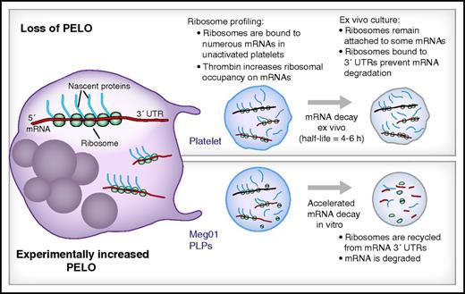 Ribosome profiling of platelets and platelet-like particles (PLPs) demonstrates a role for PELO in mRNA decay. (Top) Megakaryocytes (left) produce platelets that are naturally devoid of PELO protein. Ribosome profiling measurements on platelets demonstrate that thousands of mRNAs are translationally active and that thrombin increases translation of many of these transcripts. Because platelets are anucleate, new mRNAs cannot be made, and their mRNA is degraded over time thus limiting translation. However, because the ribosome rescue factor PELO is naturally absent from platelets, ribosomes remain attached to the 3′ untranslated region (UTR) of platelets and slow their degradation thus potentially prolonging their availability for translation into protein. (Bottom) When PELO is transgenically increased in PLPs from a megakaryocyte cell line (Meg01), ribosomes are removed from the 3′UTR, and mRNA degradation is accelerated, potentially decreasing protein synthesis.