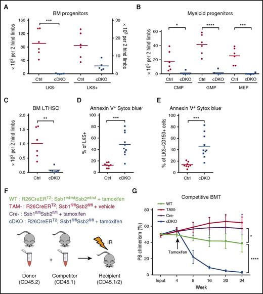 Figure 2. cDKO causes loss of HSPCs through apoptotic cell death and loss of repopulating potential in hematopoietic stem cells (HSCs). (A-C) Cell numbers of BM progenitors (A), myeloid progenitors (B), and LTHSCs (C) from 2 hind limbs. (D-E) Frequency of apoptotic cells in LKS+ (D) and CD150+ cells (E). (F) Experimental scheme. Whole BM cells from either non-TAM treated WT or cDKO animals (expressing the CD45.2 allele) were mixed with an equal number of congenic whole BM (CD45.1) and injected into lethally irradiated recipients (CD45.1/CD45.2). (G) Peripheral blood was monitored to measure bone marrow chimera establishment in recipient mice on week 4. cDKO was induced in 4 weeks posttransplantation. TAM or vehicle control was administered, and the percentage of donor chimerism was measured at indicated time points. Statistical analysis represents t test or 2-way analysis of variance (ANOVA). Each point represents an individual mouse/biological replicate. See also supplemental Figure 2. *P < .05. **P < .01. ***P < .001. ****P < .0001. IR, irradiated.