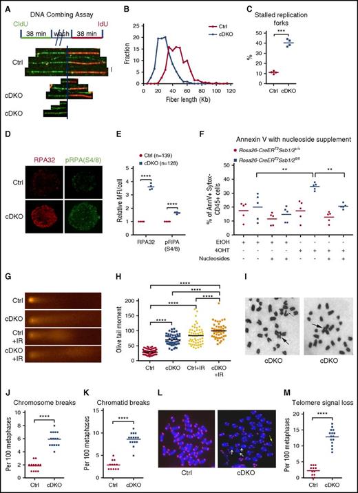 Figure 3. Replication stress and genomic instability in cDKO HSPCs and BM. (A-C) DNA fiber assay on HSPCs. (A) LKS+ cells were isolated on day 2 after 4 mg of TAM, cultured for 16 hours, and sequentially pulsed with 2 different thymidine analogs, CldU and IdU. Replication fork movement was measured by incorporation of CldU (green) and IdU (red). (B) Distribution of red fiber length of ongoing forks. At least 300 structures were measured per sample per experiment, and quantification on 4 independent experiments was presented. (C) The frequency of terminated fibers that did not incorporate the second label in at least 300 structures per sample per experiment from 4 independent experiments. (D) Representative images of immunofluorescent staining of RPA (red) and phosphorylated RPA (S4/8) (green). Images were acquired at ×100 magnification. (E) Quantification of relative mean fluorescence intensity (MFI) from 4 independent experiments. Each data point represents the relative MFI in cDKO HSPCs normalized to that in Ctrl HSPCs. The n represents total number of cells. (F) EmbryoMax nucleoside supplement or vehicle (dH2O) was added to Hoxb8-immortalized cells with indicated treatment. Annexin V was analyzed for apoptotic cell death 5 days after in vitro 4OHT induction of cDKO. AnnV, annexin V. (G-H) Alkaline comet assays on LKS1 cells (G) and olive tail moment (H) from indicated groups before or at 1 hour after 2 Gy of ionizing radiation. Each point represents an individual cell from pooled biological replicates from 4 independent experiments. (I-M) Bone marrow metaphase spreads on day 3 after 4 mg of TAM. Representative images for Giemsa (I) and telomere FISH staining (L), chromosome aberration (J-K), and telomere signal loss (M) analysis are shown. Radial chromosomes, chromosomal breakages, and telomere signal loss are indicated by arrows. Images were acquired at ×63 magnification. Each point represents a biological replicate. Statistical analysis represents t test or 1-way ANOVA for 2 or multiple groups, respectively. See also supplemental Figure 3. **P < .01; ***P < .001; ****P < .0001.