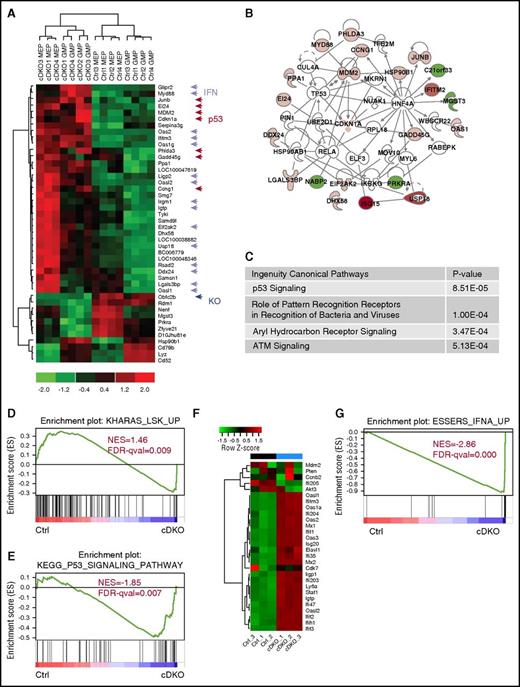 Figure 4. cDKO mediates p53 pathway and IFN system activation in HSPCs. (A) Heat map of commonly up- and downregulated transcripts in cDKO MEP and GMP from microarray analysis. (B) Networks enriched in cDKO MEP and GMP by ingenuity pathway analysis of protein–protein interaction databases only; network name: Cell Cycle, Antimicrobial Response, and Inflammatory Response. (C) Top 4 overlapping canonical signaling pathways and P values for enrichment in cDKO MEP and GMP. (D-G) GSEA of RNA-seq analysis of LKE+CD48− cells showing loss of stemness signature (D), p53 pathway activation (E), and interferon activation (F-G) in cDKO HSCs. See also supplemental Figure 4. FDR-qval, false discovery rate q value; NES, normalized enrichment score.