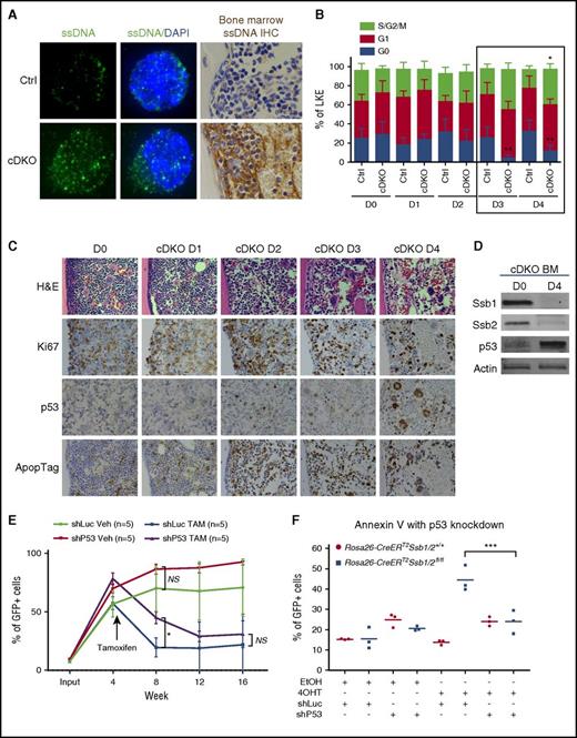 Figure 5. Cytosolic ssDNA primes cDKO HSPC exit from quiescence, and p53 activation leads to apoptotic cell death in cDKO BM. (A) Immunofluorescent staining shows ssDNA (green) presence in the cytoplasm of LKS+ cells (left panel) and immunohistochemistry staining of cytosolic ssDNA (brown) on BM sections of cDKO mice on day 3 after 4 mg of TAM. Images were acquired at ×100 magnification. (B) Cell cycle analysis of BM LKE+ cells in a time course of 4 days after cDKO. (C) Histological analysis of H&E and immunohistochemistry staining of Ki67, p53, and ApopTag. Images were acquired at ×40 magnification. (D) Western blot showing Ssb1, Ssb2, and p53 levels in cDKO BM samples on D0 and D4 after 4 mg of TAM. (E) LKS+ cells (CD45.2) were isolated from donors, transduced with shLuc-GFP or shP53-GFP, mixed in a 1:1 ratio with competitor BM (CD45.1), and transplanted into irradiated recipient mice. cDKO was induced in 4 weeks posttransplantation. Peripheral blood was monitored to measure bone marrow chimera percentage in recipient mice every 4 weeks post-TAM (cDKO) or vehicle control administration until week 16. (F) Hoxb8-immortalized LKS+ cells were transduced with control (shLuc-GFP) or p53 (shP53-GFP) shRNAs. Apoptosis was measured 5 days after in vitro 4OHT induction of cDKO. Statistical analysis represents 2-way ANOVA. Each point represents an individual mouse/biological replicate. See also supplemental Figure 5. *P < .05; **P < .01; ***P < .001. DAPI, 4′,6-diamidino-2-phenylindole; IHC, immunohistochemistry; NS, not significant; Veh, vehicle.