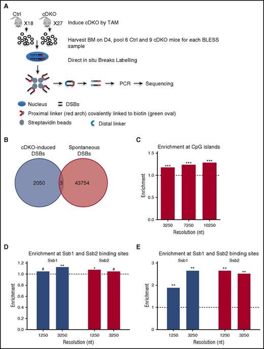 Figure 6. Enrichment of CpG islands and tRNAs in cDKO-induced breaks and all DSBs in cDKO BM. (A) Experimental scheme of BLESS analysis to map genome-wide DSBs. From pooled BM samples of Ctrl and cDKO mice on day 4 after 4 mg of TAM, intact nuclei were purified, and DSBs were ligated to a biotinylated linker (proximal). Genomic DNA (gDNA) was extracted and fragmented, and labeled fragments were captured by streptavidin and ligated to a secondary linker (distal), PCR amplified, and sequenced. (B) Venn diagram showing regions with cDKO-induced DSBs (BLESS cDKO vs BLESS Ctrl) and spontaneous DSBs (BLESS Ctrl vs gDNA Ctrl) with a P value threshold P < .001 and 1250-nt resolution. (C) Enrichment of CpG islands in cDKO-induced breaks. (D) Enrichment of Ssb1- and Ssb2-binding sites from HIT-Seq data15 in intervals enriched with DSBs from BLESS data. (E) Enrichment of CpG islands in intervals enriched with Ssb1- and Ssb2-binding sites using the same method as that in BLESS data analysis (described in the supplemental Materials and Methods). Significance of enrichment is calculated by permutation test. See also supplemental Figure 6. #Borderline significant, .05 < P < .1; *P < .05; **P < .01.