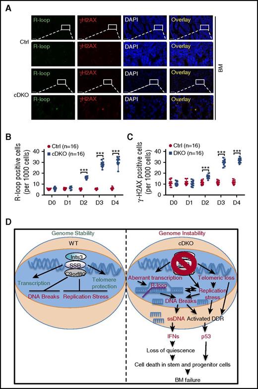 Figure 7. R-loop and DNA damage accumulation lead to BM failure in cDKO mice. (A) Representative image of immunostaining of R-loop (green), γH2AX (red), and nuclei (blue, DAPI staining) on BM sections on day 4 after 4 mg of TAM. Images were acquired at ×20 magnification (first and third panels) and zoomed in ×5 for indicated areas. (B-C) Ratio of BM cells with positive R-loop (B) and γH2AX (C) during the 4-day time course after cDKO. For each experiment, 4 sections from 4 individual mice were analyzed at 5 time points. Statistical analysis represents t test. (D) Proposed model of genomic instability in cDKO cells. cDKO induces R-loop, replication stress, and DSB accumulation, cytosolic ssDNA with consequent activation of IFN, p53 and DDR pathways, and apoptotic cell death, hence disruption of stem cell homeostasis. See also supplemental Figure 7. ***P < .001.