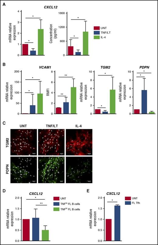 Figure 2. Characterization of stromal cell primed by TNF/LT vs IL-4. (A) CXCL12 was quantified at RNA (RT-qPCR; left) and protein (ELISA; right) levels in ADSCs treated by TNF/LT or IL-4 for 3 days. In RT-qPCR experiments, an arbitrary value of 1 was assigned to untreated cells (UNT). Results represent the mean ± standard deviation (SD) from 7 experiments. (B) ADSCs were stimulated by TNF/LT, IL-4, or left untreated (UNT) for 3 days before quantification of VCAM1, TGM2, and PDPN expression by RT-qPCR (n = 7). The arbitrary value of 1 was assigned to UNT cells. In addition, VCAM-1/CD106 expression was evaluated by flow cytometry (n = 5) and the ratio of mean fluorescence intensity (RMFI) was determined by comparison with an appropriate control isotype. (C) ADSCs were cultured for 3 days with TNF/LT, IL-4, or left untreated (UNT) before fixation and staining with transglutaminase and podoplanin. Nuclei were counterstained with SytoxBlue (white). Scale bars, 50 µm. (D) ADSCs were cocultured for 2 days with purified FL B cells expressing detectable (TNFhi; n = 6) or undetectable (TNFlo; n = 7) amounts of TNF as measured by ELISA, before sorting of CD45–CD105+DAPI– viable stromal cells and CXCL12 quantification by RT-qPCR. The arbitrary value of 1 was assigned to ADSCs cultured alone (UNT). (E) ADSCs were cocultured for 2 days with purified FL-TFH cells before sorting of CD45–CD105+ DAPI– viable stromal cells and CXCL12 quantification by RT-qPCR. Results represent the mean ± SD from 4 experiments. **P < .01; *P < .05.