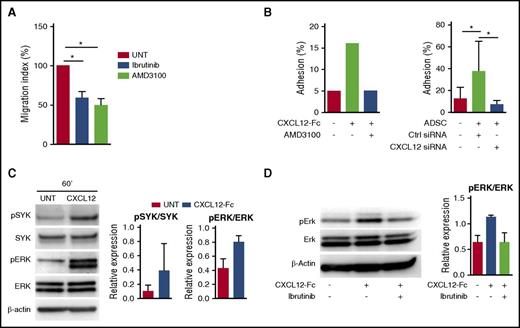Figure 6. CXCL12 signaling and functional impact on FL B cells. (A) Primary FL B cells pretreated or not (UNT) with the CXCR4 antagonist AMD3100, the BTK inhibitor ibrutinib, or the PI3Kδ inhibitor idelalisib were subjected to chemotaxis assay in response to CXCL12. Results are presented as the mean ± SD of the migration index (n = 6). (B) Primary FL B cells were labeled with carboxyfluorescein diacetate succinimidyl ester, treated or not with AMD3100, and incubated for 2 hours on either CXCL12-Fc–coated wells (left) or ADSC confluent cell monolayer (right). ADSCs were transduced 48 hours before by CXCL12 targeting small interfering RNA (siRNA) or control (Ctrl) siRNA. Adhesion percentage was calculated by comparing the residual fluorescence after adhesion with the fluorescence of the input. Shown is 1 representative experiment of 2 (left) or mean ± SD from 6 experiments (right). (C) Primary FL-B cells were starved for 4 hours and stimulated with uncoated (Ctrl) or CXCL12-Fc–coated beads for 60 minutes. Western blot revealed pSyk, Syk, pErk, Erk, and β-actin. Results are presented as the mean ± SD from 3 experiments, and 1 representative experiment is shown. (D) Primary FL B cells were starved for 4 hours and pretreated or not by ibrutinib before stimulation with uncoated or CXCL12-Fc–coated beads for 60 minutes and quantification of pErk, Erk, and β-actin by western blot. Results are presented as the mean ± SD from 4 experiments; 1 representative experiment is shown. *P < .05.