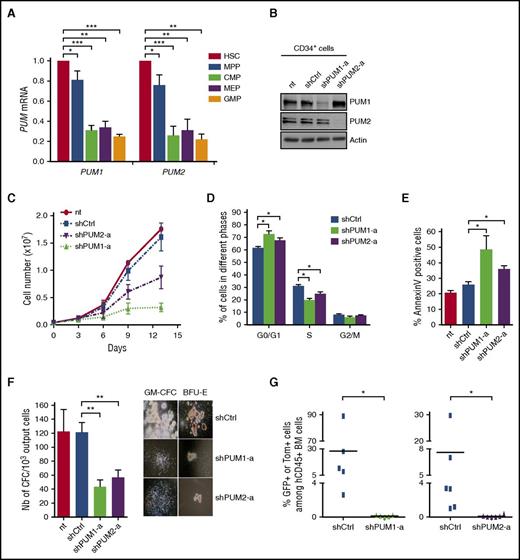 Figure 1. PUM1 and PUM2 contribute to human HSPC expansion. (A) RT-qPCR analysis of hPUM1 and hPUM2 transcripts in human stem/progenitor cell subpopulations: HSC (CD34+CD38lowCD90+), MPP (CD34+CD38lowCD90−), CMP (CD34+CD38+CD45RA−IL-3Rαlow), MEP (CD34+CD38+IL-3Rα−CD45RA+), and GMP (CD34+CD38+IL-3Rα+CD45RA+). Results are normalized to GAPDH expression and expressed relative to PUM expression in HSCs (n = 3). (B-F) Cord blood CD34+ cells were transduced or not (nt) with lentiviral vectors encoding shRNA targeting PUM1 (shPUM1-a, sequence #a in supplemental Table 8), PUM2 (shPUM2-a, sequence #a in supplemental Table 8), or luciferase as control (shCtrl), and were maintained in culture posttransduction. (B) Immunoblot analysis of the indicated proteins at day 4 posttransduction. Actin was used as loading control. (C) Cell expansion analysis along time of culture posttransduction (n = 4). (D) Cell cycle analysis upon propidium iodide labeling at day 3 posttransduction (n = 4). (E) Annexin V labeling at day 5 posttransduction (n = 4). (F) At day 7 posttransduction, shRNA/GFP+ output cells were seeded in methylcellulose medium and numbering of CFC was assessed after 2 weeks (n = 3); representative micrographs of colonies are presented on the right side (×20). BFU-E (burst forming unit-erythroid), GM-CFC (granulomacrophagic colony forming cell). (G) Cord blood CD34+ cells from the same batch were transduced with lentiviral vectors encoding shRNA targeting PUM1 (shPUM1-a), PUM2 (shPUM2-a), or luciferase as control (shCtrl). Three days posttransduction, sublethally irradiated NSG-immunodeficient mice received a 1:1 mixture of sorted shPUM/Tomato+ CD34+ cells and shCtrl/GFP+ CD34+ cells. Presence of GFP+ and Tom+ cells among human BM CD45+ cells of engrafted mice was scored 12 weeks later by FACS analysis. Each symbol represents data from a single chimeric mouse. Data are expressed as mean ± SEM. *P < .05; **P < .01; ***P < .001 (Student t test).