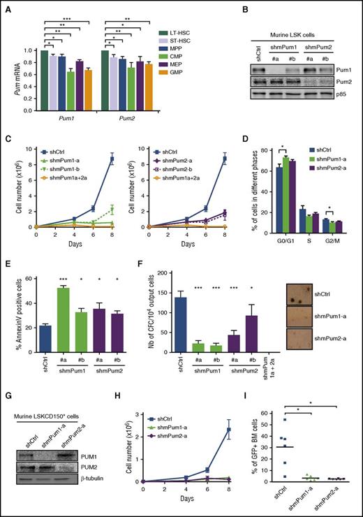 Figure 2. PUM1 and PUM2 contribute to murine HSPC expansion. (A) RT-qPCR analysis of mPum1 and mPum2 transcripts in mouse stem/progenitor subpopulations: LT-HSC (long-term HSC, Lin−Sca+cKit+CD34−CD150+), ST-HSC (short-term HSC, Lin−Sca+cKit+CD34+CD150+), MPP (Lin−Sca+cKit+CD34+CD150−), CMP (Lin−Sca−cKit+CD34+CD16−), MEP (Lin−Sca−cKit+CD34−CD16−), and GMP (Lin−Sca−cKit+CD34+CD16+). Results are normalized to Gapdh expression and expressed relative to Pum expression in LT-HSCs. (B-F) LSK cells were transduced with lentiviral vectors encoding the indicated shRNA targeting mPum1 (shmPum1) or mPum2 (shmPum2) or both (shmPum1a+2a) or luciferase as control (shCtrl) (sequences detailed in supplemental Table 8). shRNA/GFP+ LSK cells were sorted 2 days after transduction and maintained in liquid culture. (B) Immunoblot analysis of the indicated proteins at day 7 posttransduction. p85-PI3kinase was used as loading control. (C) Cell expansion analysis along time of culture posttransduction (n = 3). (D) Cell cycle analysis upon propidium iodide labeling at day 5 posttransduction (n = 4). (E) Apoptosis analysis at day 7 posttransduction through AnnexinV-PE/7AAD labeling (n = 4). (F) At day 7 posttransduction, shRNA/GFP+ output LSK-derived cells were seeded in methylcellulose medium and numbering of CFC was assessed after 7 days (n = 5); representative micrographs of colonies are presented on the right side (×20). (G-I) Murine LSKCD150+ cells were transduced with lentiviral vectors encoding shRNA targeting mPum1 (shmPum1-a) or mPum2 (shmPum2-a) or luciferase as control (shCtrl). shRNA/GFP+ cells were sorted 2 days after transduction and maintained in liquid culture. (G) Immunoblot analysis of the indicated proteins at day 7 posttransduction. β-Tubulin was used as loading control. (H) Cell expansion analysis along time of culture posttransduction (n = 3). (I) Three days posttransduction, lethally irradiated C57BL/6-Ly5.2 mice received 15 000 sorted shRNA/GFP+ LSKCD150+ cells from C57Bl/6 (Ly5.1) donors, in competition with the same amount of GFP− LSKCD150+ cells from Ly5.1 mice, together with 1.5 × 105 Ly5.2 BM cells. Presence of GFP+ cells in CD45.1+ BM cells of engrafted mice was assessed 4 months later by flow cytometry (at least 105 events). Each symbol represents data from a single chimeric mouse. (Figure representative of 1 experiment out of 2). Data are expressed as mean ± SEM. *P < .05; **P < .01; ***P < .001 (Student t test).