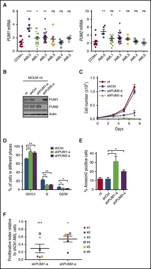 Figure 3. PUM1 and PUM2 contribute to human leukemic cell growth. (A) RT-qPCR analysis of hPUM1 and hPUM2 mRNA expression in AML patient samples grouped according to the French-American-British classification, and in CD34+ cells from healthy donors (peripheral blood or cord blood or BM). Each symbol represents data from a single patient. CD34+: 11 samples; AML0: 5 samples; AML1: 16 samples; AML2: 26 samples; AML3: 7 samples; AML4: 6 samples; AML5: 4 samples. Results are normalized to GAPDH, HPRT, and Cyclophilin A transcript levels. (B-E) MOLM-14 leukemia cells were transduced or not (nt) with the indicated shRNA-encoding vectors. (B) Immunoblot analysis of the indicated proteins at day 3 posttransduction. Actin was used as loading control. (C) Cell expansion analysis along time of culture posttransduction (n = 3). (D) Cell cycle analysis upon propidium iodide labeling at day 3 posttransduction (n = 3). (E) Annexin V labeling at day 4 posttransduction (n = 3). (F) Primary AML patient samples were transduced with shCtrl-, shPUM1-, or shPUM2-encoding vectors, and cultured onto MS5 stromal cells in CD34+ growth medium. At day 10, the cultures were disrupted by vigorous pipetting and scraping, and nucleated cells were counted by FACS. Results are expressed relative to shCtrl-transduced cell numbering (n = 6). Each symbol represents data from a single patient. Data are expressed as mean ± SEM. Ns, not significant. *P < .05; **P < .01; ***P < .001 (Mann-Whitney test in panel A; Student t test in panels C-F).