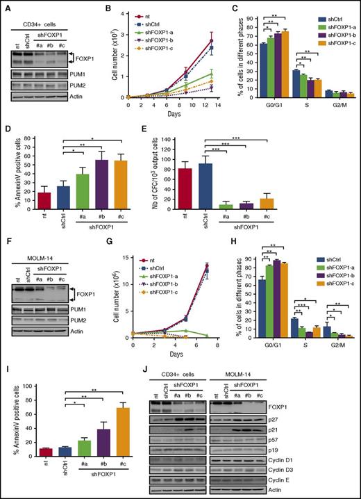 Figure 5. FOXP1 contributes to human CD34+ HSPC and leukemic cell growth. (A-E) Human cord blood CD34+ cells were transduced or not (nt) with lentiviral vectors encoding shRNAs targeting FOXP1 (shFOXP1#a, #b, #c; sequences detailed in supplemental Table 8) or luciferase as control (shCtrl). (A) Immunoblot analysis of the indicated proteins at day 3 posttransduction. Actin was used as loading control. (B) Cell expansion analysis along time posttransduction (n = 4). (C) Cell cycle analysis upon propidium iodide labeling at day 3 posttransduction (n = 3). (D) Annexin V labeling assessed at day 4 posttransduction (n = 4). (E) CFC assays at day 7 posttransduction (n = 3). (F-I) MOLM-14 leukemia cells were transduced or not (nt) with the indicated shRNA-encoding vectors. (F) Immunoblot analysis of the indicated proteins at day 3 posttransduction. Actin was used as loading control. (G) Cell expansion analysis along time posttransduction (n = 3). (H) Cell cycle analysis upon propidium iodide labeling at day 2 posttransduction (n = 3). (I) Annexin V labeling at day 3 posttransduction (n = 3). (J) Immunoblot analysis of the indicated proteins at day 3 (CD34+) and day 2 (MOLM-14) posttransduction. Actin was used as loading control. Data are expressed as mean ± SEM. *P < .05; **P < .01; ***P < .001 (Student t test).
