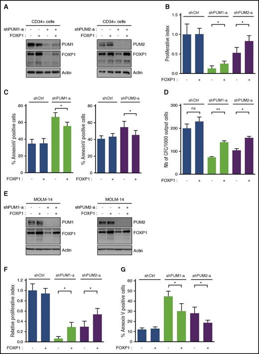 Figure 6. FOXP1 rescues growth defects of PUM1 and PUM2 KD cells. (A-D) Cord blood CD34+ HSPCs were transduced first with pLenti-PGK-USIL DEST lentiviral vectors that encode (+) or not (−) FOXP1, and then with shCtrl (−), shPUM1 or shPUM2 vectors, and sorted at day 3 posttransduction. (A) Immunoblot analysis of the indicated proteins at day 3 posttransduction. Actin was used as loading control. (B) Relative cell expansion at day 10 posttransduction (n = 3). (C) Annexin V labeling at day 7 (shPUM1) and at day 10 (shPUM2) posttransduction. (D) CFC assay at day 7 posttransduction (n = 3). (E-G) MOLM-14 cells were transduced first with pINDUCER21 inducible lentiviral vectors that encode (+) or not (−) FOXP1, then with shCtrl (−), shPUM1, or shPUM2 vectors. The day after, FOXP1 expression was induced with doxycycline (0.05 µg/mL). (E) Immunoblot analysis of the indicated proteins at day 4 posttransduction. Actin was used as loading control. (F) Relative cell expansion of double-transduced cells at day 8 posttransduction (n = 4). (G) Annexin V labeling at day 6 posttransduction (n = 4). Data are expressed as mean ± SEM. Ns, not significant. *P < .05; **P < .01 (Student t test).