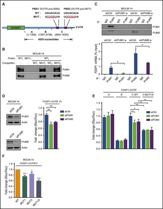 Figure 7. PUM1 and PUM2 positively regulate FOXP1 mRNA expression via two 3′UTR located PBE. (A) Schematic representation of human FOXP1 mRNA with the 2 PUM-binding elements (PBE), PBE1 and PBE2, boxed (red), and regions A, B, C delineated. The numbers indicate positions in 3′UTR, starting from translation stop codon. (B) RNA pull-down assay. MOLM-14 cell lysates were incubated with WT1 or MUT1 biotin-labeled FOXP1-PBE1 probes, and none or ×5 unlabeled PBE1 (WT1 or MUT1) or PBE2 (WT2 or MUT2) competitor riboprobes, as indicated. Pulled‐down PUM proteins were analyzed by immunoblotting. (C) RNA immunoprecipitation assays. Lysates from shRNA-transduced MOLM-14 cells were immunoprecipitated (IP) using control (IgG), PUM1 or PUM2 antibody, as indicated. Upper panel: Immunoblot analysis of the indicated proteins. Lower panel: RT-qPCR analysis of FOXP1 mRNA present in the IPs. The results are expressed as percent of input (n = 3). (D) Luciferase assay. MOLM-14 cells were transfected with control (siCtrl), PUM1 (siPUM1), or PUM2 (siPUM2) siRNA, and with the indicated luciferase reporter construct harboring the FL FOXP1-3′UTR. Relative luciferase activity was monitored 24 hours later and expressed as the ratio between Renilla luciferase (Rluc) activity and Firefly luciferase (Fluc) activity, used as transfection control. Data are expressed relative to expression in FOXP1-3′UTR FL and siCtrl transfected cells (n = 4). (E) Luciferase assays were performed as in panel D, with luciferase constructs harboring the indicated regions of the FOXP1-3′UTR (A-C) with WT, or doubly MUT1/2 PBEs. Data are expressed relative to expression in WT-FOXP1-3′UTR-C and siCtrl transfected cells (n = 4). (F) Luciferase assay. MOLM-14 cells were transfected with FOXP1-3′UTR-C luciferase reporter constructs harboring WT PBE1 and PBE2, mutated PBE1 (MUT1), mutated PBE2 (MUT2), or doubly mutated PBE1 and PBE2 (MUT1/2). Relative luciferase activity was monitored 24 hours later, expressed as the ratio Rluc/Fluc, and compared relative to expression in WT-FOXP1-3′UTR-C transfected cells (n = 4). Data are expressed as mean ± SEM. *P < .05; **P < .01; ***P < .001 (Student t test).