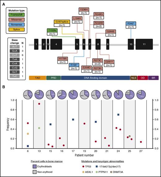 Figure 1. Landscape of TP53 mutations and clonal architecture of patients with pure erythroid leukemia. (A) Landscape of TP53 mutations identified in patients with PEL. Mutations highlighted in dark gray in the included table represent transitions, and those highlighted in light gray represent transversions. (B) Clonal architecture of patients with PEL. Y-axis represents variant allele frequency for identified mutations. Bone marrow erythroblasts include normoblasts, pronormoblasts, and undifferentiated leukemic erythroblasts present on bone marrow aspirates and are represented as a frequency of total bone marrow scaled to a range from 0 to 1 from original percentage. Chr17 abnormalities are expressed as a 0:1 ratio of metaphases harboring the alteration from the total analyzed metaphases. Patients 15, 16, 21, 24, and 25 carried 2 different TP53 mutations, and among these, the minor TP53 mutation seemed to be clonally related in 3 patients (15, 24, 25) and subclonally related in 2 patients (16 and 21). In patient 13, the TP53 mutation was observed with a variant allele frequency of 0.92 with no detectable chr17 abnormalities, suggesting loss of heterozygosity with uniparental disomy of chr17 harboring a somatic TP53 mutation.