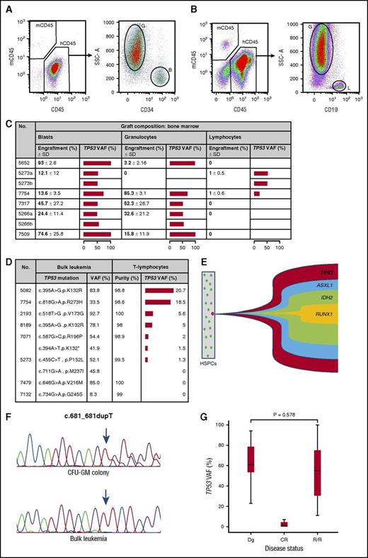 Figure 1. In AML, somatically acquired TP53 mutations characterize preleukemic stem cells, are initiating genetic events, and mediate resistant disease. (A) FACS analysis of bone marrow of an NSGS mouse engrafted with 1 × 106 unpurified, human TP53-mutated AML cells showing both blast cells as well as maturation into granulocytes. (B) Engrafted human cells with a blast-cell and B-lymphocyte phenotype. (C) Graft composition of mouse bone marrow. Human blasts were characterized by a sideward scatter (SSC) low/CD34+/CD45dim/CD19− phenotype, granulocytes by a SSChigh/CD33+/CD34−/CD19−, and B lymphocytes by an SSClow/CD34−/CD33−/CD19+ phenotype. The horizontal bar depicts mean TP53 variant allele frequencies (VAFs). (D) Highly purified peripheral blood CD45+/CD3+ cells were obtained at AML diagnosis, and the TP53 VAFs were assessed using ultradeep sequencing. Samples 7071 and 5273, respectively, exhibited 2 different somatic TP53 mutations. Note that in each case analyzed and scored positive, the TP53 VAF exceeded the minute impure fraction of sorted T lymphocytes, thereby excluding results biased because of contamination of AML cells. (E) Data obtained from colony-forming unit–granulocyte, monocyte (CFU-GM) colonies derived from specimen 5652 revealed the TP53 mutation as the initiating event (positive in 38 of 38 colonies), followed by an ASXL1 mutation (37 of 38), IDH2 mutation (20 of 38), and RUNX1 mutation (19 of 38). All cooperating mutations developed sequentially in the TP53-mutated clone. The exact mutation type is shown in Table 1. (F) Loss of heterozygosity at the TP53 locus of samples from UPN 7317. In CFU-GM colonies, a heterozygous TP53 c.681_681dupT mutation is shown, whereas in bulk leukemia cells, the wild-type allele was lost, resulting in a hemizygous state. (G) Quantitative assessment of the TP53 mutational load by the ultradeep sequencing, indicating comparable levels between diagnostic specimens and those obtained at relapsed or refractory (R/R) phase (P = .578 by the exact permutation test for related samples). B, blast cells; CR, complete remission; Dg, diagnosis; G, granulocytes; h, human; L, lymphocytes; m, mouse; SD, standard deviation.