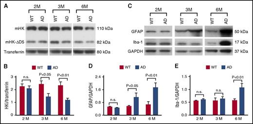 Figure 1. The plasma contact system is activated at early disease stages in AD mice and temporally correlated with astrocyte and microglia/macrophage activation in the brain. (A) Representative western blots probed with an antibody against mouse HK (mHK) light chain showing plasma HK levels in AD mice and their WT littermates at 2, 3, and 6 months of age. (B) The levels of HKi (sum of mHK and mHK-∆D5 bands) normalized to transferrin were similar in AD mice compared with WT littermates at 2 months of age, but levels of HKi were significantly lower in AD mice compared with WT littermates at 3 and 6 months of age. (C) Representative western blots probed with antibodies against GFAP and Iba-1 show astrocyte and microglia/macrophage activation in AD and WT mice at 2, 3, and 6 months of age. (D) GFAP expression was similar between AD mice and their WT littermates at 2 months of age, but was significantly increased in AD mouse brain compared with that of WT littermates at 3 and 6 months of age, indicating the onset and prolonged activation of astrocytes in the AD mouse brain. (E) At 2 and 3 months of age, expression levels of Iba-1 were similar between AD mice and their WT littermates. However, microglia/macrophage activation was significantly higher in AD mouse brain compared with brains of WT mice at 6 months of age. Student t test; n = 12 mice per group per age. All values presented as mean ± standard error of the mean (SEM). Results are from 2 independent experiments. GAPDH, glyceraldehyde-3-phosphate dehydrogenase; n.s., not significant.