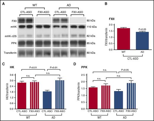 Figure 2. FXII-mediated contact system activation in AD mouse plasma. AD mice and their WT littermate controls were treated with FXII-ASO or CTL-ASO for 4 months. Blood was collected at the end of the treatment, and FXII, PPK, and HK levels were determined by western blot. Transferrin was used to normalize the samples. (A) Representative western blots (2 samples per group). (B) Plasma FXII level in CTL-ASO-treated AD mice was significantly lower when compared to that of CTL-ASO–treated WT mice (Student t test, n = 10 mice per group). Values are presented as mean ± SEM. Results are from 3 independent experiments. (C) HKi levels in WT mouse plasma were similar between groups, and HKi levels in CTL-ASO–treated AD mice were significantly lower than those in CTL-ASO–treated WT mice. In FXII-ASO–treated AD mice, HKi levels were significantly higher compared to CTL-ASO–treated AD mice, but similar to FXII-ASO–treated WT mice. (D) PPK levels were similar in WT mice between groups, but PPK levels in FXII-ASO–treated AD mice were significantly higher than those in CTL-ASO–treated AD mice. For (C) and (D), one-way analysis of variance, (ANOVA), n = 9-14 mice per group; all values presented as mean ± SEM. Results are from 3 independent experiments.