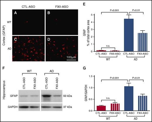 Figure 3. Depletion of plasma FXII reduces astrocyte activation in the AD mouse brain. (A-E) Brain sections from WT and AD mice treated with CTL-ASO or FXII-ASO were stained with an antibody against GFAP (A-D), and the cerebral cortex was analyzed (E). CTL-ASO–treated AD mice showed significantly higher expression of GFAP (C,E) than CTL-ASO–treated WT mice (A,E). In FXII-ASO–treated AD mice, GFAP (D) was significantly reduced compared with CTL-ASO–treated AD mice (C,E). GFAP expression was similar between CTL-ASO–treated (A,E) and FXII-ASO–treated (B,E) WT mice (one-way ANOVA; n = 9-14 mice per group). Scale bar for panels A-D, 100 μm. (F-G) Western blot analyses of hippocampal extracts from WT and AD mice treated with CTL-ASO or FXII-ASO revealed that the expression level of GFAP was significantly higher in CTL-ASO–treated AD mice than in CTL-ASO–treated WT mice. FXII-ASO treatment significantly reduced GFAP expression in AD mice when compared with CTL-ASO treatment. The expression level of GFAP was similar between WT mice treated with FXII-ASO or CTL-ASO (one-way ANOVA; n = 9-14 mice per group; shown here are representative western blots). All values presented as mean ± SEM. Results are from 3 independent experiments.