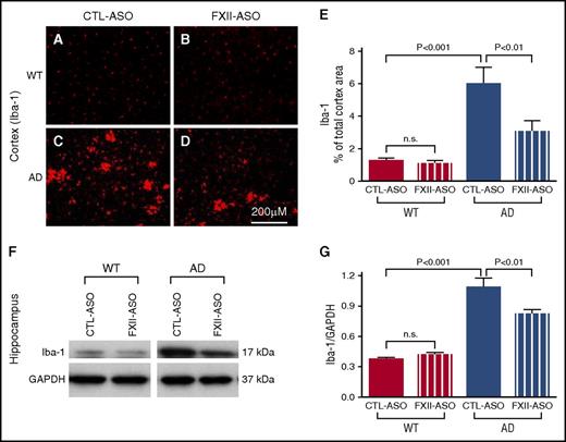 Figure 4. Microglia/macrophage activation is reduced in AD mice treated with FXII-ASO. (A-E) Brain sections from WT and AD mice treated with CTL-ASO or FXII-ASO were stained with antibodies against Iba-1, and the cerebral cortex was analyzed (A-E). CTL-ASO–treated AD mice showed significantly higher expression of Iba-1 (C,E) than CTL-ASO–treated WT mice (A,E). In FXII-ASO–treated AD mice, Iba-1expression (D-E) was significantly reduced compared with CTL-ASO–treated AD mice (C,E). Iba-1 expression was similar between CTL-ASO–treated (A,E) and FXII-ASO–treated WT mice (B,E) (one-way ANOVA; n = 9-14 mice per group). Scale bar for panels A-D, 200 μm. (F-G) Western blot analyses of hippocampal extracts from WT and AD mice treated with CTL-ASO or FXII-ASO showed that the expression level of Iba-1 was significantly higher in CTL-ASO–treated AD mice than in CTL-ASO–treated WT mice. FXII-ASO treatment significantly reduced Iba-1 expression in AD mice when compared with CTL-ASO treatment. The expression level of Iba-1 was similar between WT mice treated with FXII-ASO or CTL-ASO (one-way ANOVA; n = 9-14 mice per group; shown here are representative western blots). All values presented as mean ± SEM. Results are from 3 independent experiments.