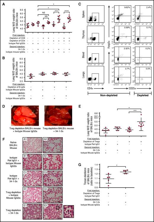 Figure 1. CD4+ CD25+ FoxP3+ Tregs protect against antibody-mediated acute lung injury. (A-B) Lung W/D weight ratios of untreated (−) BALB/c mice or mice that first underwent in vivo depletions of T cells (A) or B cells (B) by the indicated antibody injections (+) and were then injected with the TRALI-inducing antibody 34-1-2s or indicated control antibodies. (C) Representative flow cytometric dot plot analysis of spleen, thymus, peripheral blood, and lung cells showing the extent of a typical in vivo depletion of CD4+CD25+FoxP3+ Tregs (splenic cells were depleted from 9.82% to 2.4%, thymic cells were depleted from 0.59% to 0.1%, peripheral blood cells were depleted from 2.52% to 0.2%, and lung cells were depleted from 3.7% to 0.5% of total CD4+ T cells). (D) Representative macroscopic images of lungs from a Treg-depleted mouse 90 minutes after injection of the indicated control antibody (left) or 34-1-2s (right). (E) Lung W/D weight ratios of CD4+CD25+FoxP3+ Treg-depleted BALB/c mice injected with the indicated isotype control antibodies and/or 34-1-2s. (F) Lung histology from BALB/c mice receiving the indicated antibody injections: subpanels A1-E1 and A2-E2 represent lung tissue images taken at magnification ×20 and ×40, respectively. Representative images of each indicated group are shown. A zoom of indicated square in E2 is depicted alongside and shows alveolar PMN infiltration. Scale bars represent 100 µM in subpanels A1-E1 and 50 µM in subpanels A2-E2. (G) Measurement of tissue elastance in Treg-depleted BALB/c mice that received either 34-1-2s injection or indicated isotype control. All mice were analyzed 90 minutes after the second injections. For the statistical analyses, only significant comparisons of interest are shown. Panel A was analyzed with a 1-way ANOVA with a Tukey’s post hoc test, panel E was analyzed with a 1-way ANOVA with Dunn’s post hoc test, and panel G was analyzed by a 1-tailed Mann-Whitney test. Each dot represents 1 mouse, and error bars represent SD. *P < .05, ***P < .001, ****P < .0001. IgG, immunoglobulin G; NS, nonsignificant.
