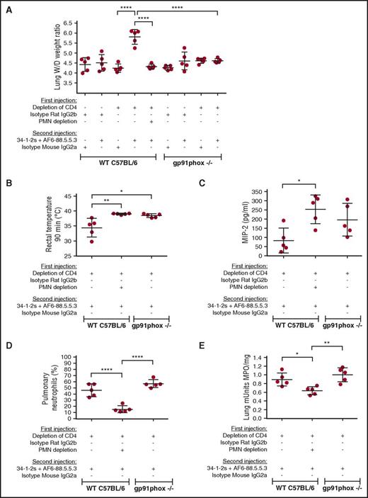 Figure 3. PMNs and ROS are required for antibody-mediated TRALI induction. (A) Lung W/D weight ratios of WT C57BL/6 mice or gp91phox KO mice which first underwent in vivo depletions of CD4+ T cells and/or PMN by the indicated antibody injections (+) or not (−) and were then injected with the TRALI-inducing antibody cocktail 34-1-2s + AF6-88.5.5.3 or indicated control antibodies. (B-E) Rectal temperatures (B), plasma MIP-2 levels (C), pulmonary PMN percentages (D), and lung MPO enzyme activity (E) in CD4+ T cell-depleted WT C57BL/6 mice with or without PMN depletion or gp91phox KO mice injected (+) or not (−) with the indicated antibodies. All mice were analyzed 90 minutes after the second injections. For the statistical analyses, only significant comparisons of interest are shown. All panels were analyzed by a 1-way ANOVA with Tukey’s post hoc test. Each dot represents 1 mouse, and error bars represent SD. *P < .05, **P < .01, ****P < .0001.