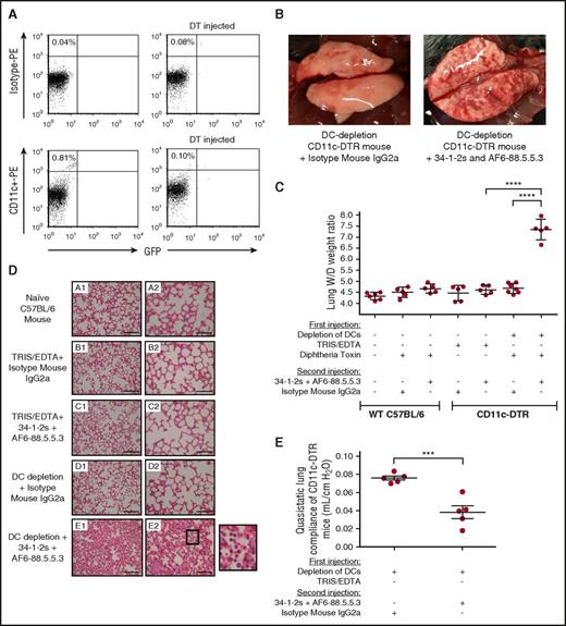 Figure 4. DCs convey strong protection against antibody-mediated TRALI. (A) Representative flow cytometric dot plot analysis of splenocytes showing in vivo depletion of CD11chigh+ DCs (from 0.81% to 0.10% of total spleen cells) compared with isotype staining. (B) Representative macroscopic images of lungs from an in vivo DC-depleted mouse 90 minutes after injection of either a mouse immunoglobulin G2a (IgG2a) isotype control antibody (left) or 34-1-2s + AF6-88.8.8.3 (right). (C) Lung W/D weight ratios of WT C57BL/6 mice or CD11c-DTR mice that first underwent in vivo depletions of DC by the indicated injections (+) or not (−) of DT and were then injected with the TRALI-inducing antibody cocktail 34-1-2s + AF6-88.5.5.3 or indicated control antibodies. (D) Lung histology from naive WT C57BL/6 mice (subpanel A1-A2) and CD11c-DTR mice (subpanels B-E) receiving the indicated antibody injections. Subpanels A1-E1 and A2-E2 represent lung tissue images taken at original magnification ×20 and ×40, respectively. Representative images of each indicated group are shown. A zoom of indicated square in subpanel E2 (lung section from mice depleted of DCs and injected with 34-1-2s + AF6-88.5.5.3) is depicted and shows alveolar PMN infiltration. Scale bars represent 100 µM in subpanels A1-E1 and 50 µM in subpanels A2-E2. (E) Quasistatic lung compliance in DC-depleted CD11c-DTR mice that were injected (+) or not (−) with the indicated antibodies. All mice were analyzed 90 minutes after the second injection. For the statistical analyses, only significant comparisons of interest are shown. Panel C was analyzed with a 1-way ANOVA with a Tukey’s post hoc test, panel E was analyzed by a 1-tailed unpaired t test. Each dot represents 1 mouse, and error bars represent SD. ***P < .001, ****P < .0001.