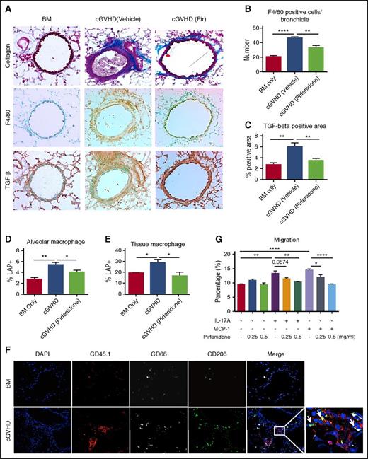 Figure 2. Pirfendone reduces F4/80+ macrophage accumulation and TGF-β deposition in lung. (A-C) Serial sections of lungs harvested on day 56 post-transplantation were stained with trichrome staining (A, top panels), anti-F4/80 antibody (A, middle panels), and anti–TGF-β antibody (A, bottom panels). F4/80-positive cell number and TGF-β staining area were quantified in (B) and (C). Pirfenidone reduced macrophages infiltration and TGF-β production in lung. (D-E) Mice were transplanted as described in Figure 1. cGVHD mice were treated by pirfenidone for a week from days 28 to 35. On day 35, LAP expression in alveolar macrophages (D) and tissue macrophages (E) were analyzed by flow cytometry. Pirfenidone significantly reduced LAP expression in both alveolar and tissue macrophages. (F) Donor B6 mice are CD45.1 and B10.BR CD45.2 recipient mice were used. Lung sections were fixed and stained with anti-CD45.1 (donor marker, red), CD68 (gray), and CD206 (green). Arrows pointed at cells that are CD45.1+CD68+CD206+. This result suggests that infiltrating macrophages in the lung are donor-derived M2 macrophages. (G) Macrophage migration was assessed in a transwell assay. IL-17A or MCP-1was used as a chemoattractant to induce migration. Pirfenidone (0.25 or 0.5 mg/mL) or vehicle was added to cell culture medium and migration medium. Pirfenidone inhibited IL-17A and MCP-1 induced J774 migration. Five to 8 mice were analyzed for each group in each assay. Results are representative of at least 2 experiments with similar results. Migration assay result is representative of 3 experiments with similar results. *P ≤ .05, **P < .01, ***P < .001; data are shown as the mean ± SEM.
