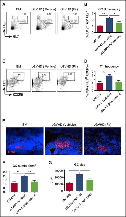 Figure 3. Pirfendone reduces the GC reaction in cGVHD mice. Spleens were harvested on day 56 post-transplantation. Splenocytes were stained with fluorochrome-labeled antibodies against CD4, CD19, FAS, GL4, CXCR5, and PD1. Fixed spleen sections were stained with GC B-cell marker rhodamine-peanut agglutinin and 4′,6-diamidino-2-phenylindole. (A-D) Representative flow cytometry plots of GC B cells (FAS+GL7+) (A) and Tfh cells (PD1hiCXCR5+) (C) in splenocytes. Cells were gated on live CD19 cells and CD4 cells, respectively. Quantification of GC B cell and Tfh cell frequency were showed in (B) and (D). Results were pooled from 2 independent experiments with 5 to 8 mice per group. (E) Representative GC immunofluorescence staining images of the spleens. (F) Size of GCs in the spleen. Five to 6 GCs from each mouse were photographed and size was measured. Five to 6 mice from each group were analyzed. Data are representative of 2 independent experiments with similar results. (G) Frequency of GC in the spleen. The number of GCs in each spleen was divided by the size of the spleen section. Five to 6 mice from each group were analyzed. Data are representative of 2 independent experiments with similar results. *P ≤ .05, **P < .01, ***P < .001; data are shown as the mean ± SEM.