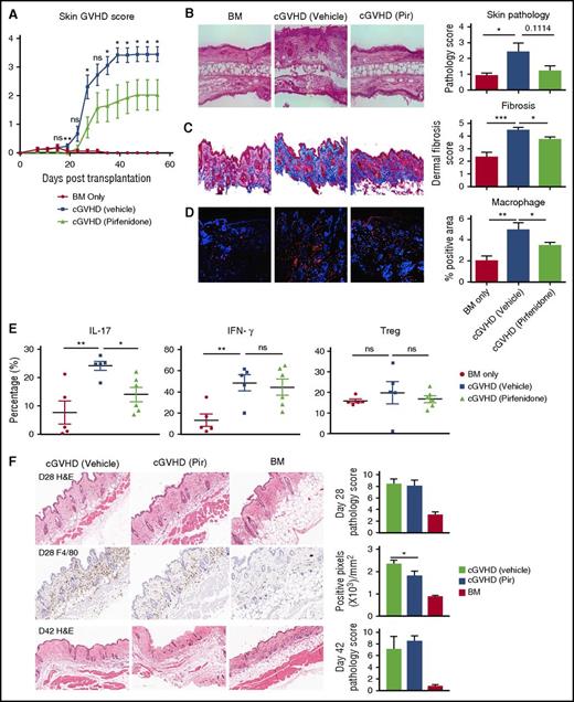 Figure 5. Pirfenidone treatment shows variable efficacy in the scleroderma models. (A-D) BALB/c mice were conditioned with TBI (7 Gy, day 0), followed by infusion of 107 B10.D2 BM only or plus 1.8 × 106 CD4 and 0.9 × 106 CD8 T cells (day 0). In the treatment group, mice were treated with pirfenidone from day 21 to 55. (A) Skin clinical score based on the area of skin lesion. (B) Hematoxylin and eosin (HE) staining of the skin (left) and pathology score (right). Pirfenidone reduced both clinical score and pathology score. (C) Trichrome staining of skin. Collagen was stained blue. Fibrosis was scored on a 1 to 5 scale based on the intensity of blue staining. Pirfenidone significantly reduced collagen deposition in skin. (D) Immunofluorescence staining of macrophage in skin samples. CD68 (red) identified macrophages. Pirfenidone significantly reduced macrophage infiltration in skin. (E) Flow cytometry analysis cytokine production and Treg percentage of splenocytes from transplanted mice. (F) B6D2F1 mice were conditioned with TBI (11 Gy split into 2 doses, day 1) followed by infusion of 5 × 106 B6 BM only or plus 1 × 106 purified T cells (day 0). Where indicated, mice were treated with pirfenidone from days14 to 28 or days 14 to 41. HE staining on days 28 (top) and 42 (bottom) and day28 F4/80 staining (middle) indicating that pirfenidone alleviated macrophage infiltration but failed to significantly improve pathologic changes. In each experiment, 5 to 10 mice from each group were tested. *P ≤ .05, **P < .01, ***P < .001; data are shown as the mean ± SEM.