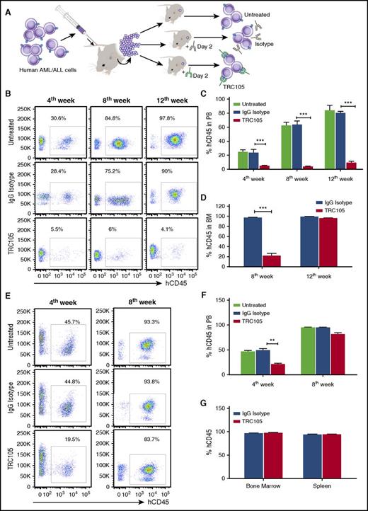 Figure 2. Effect of TRC105 on the ability of AML/ALL blasts to generate leukemia in a xenograft model. (A) Schematic representation of experimental design. Sublethally irradiated NSG mice were IV injected with 5 × 105 human AML or B-ALL blasts isolated from the BM of primary recipient mice that had been injected with primary human leukemic blasts (in vivo expansion). At day 2, mice were randomly divided into groups (n = 7-8 each) and injected with TRC105 or IgG isotype control. (B-D) Effect of TRC105 treatment on AML development. (B) Representative FACS plots show levels of hCD45 in the PB at 4, 8, and 12 weeks postinjection. (C-D) Percentage of hCD45+ cells in PB (C) and BM (D). Bars represent average percentage of hCD45, and error bars indicate SEM for each cohort. Leukemia development in PB was inhibited at week 4 in the TRC105-injected cohort (red), and remained low by week 12 (C). ***P < .001 by ANOVA. Presence of hCD45+ cells in the BM reveals that leukemia development is impaired in the TRC105 cohort at 8 weeks postinjection (n = 3). However, this effect is no longer observed at week 12 (n = 5) (D). ***P < .001 by Student t test. (E-G) Effect of TRC105 treatment on ALL development. (E) Representative flow cytometric plots show levels of hCD45 in the PB at 4 and 8 weeks postinjection. (F-G) Percentage of hCD45+ cells in PB (F) as well as in BM and spleen (G). Bars represent average percentage of hCD45, and error bars indicate SEM for each cohort. TRC105-treated mice exhibited significantly less leukemia in PB by week 4. However, no difference was observed by week 8 (F). **P < .01 by ANOVA. All groups showed massive leukemic cell infiltration in BM by week 8 (G).
