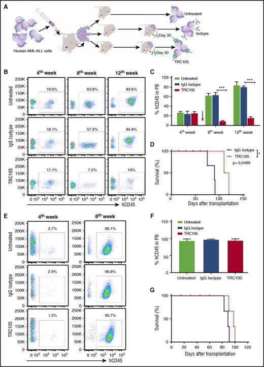 Figure 3. TRC105 treatment alone suppresses the in vivo progression of AML, but not of ALL. (A) Schematic representation of experimental design. Sublethally irradiated NSG mice were IV injected with human AML/ALL blast cells (5 × 105 and 4 × 104 cells, respectively) isolated from the BM of primary recipient mice that had been injected with primary human leukemic blasts. Once hCD45+ cells were detected in the PB, 4 weeks after injection, mice were randomly divided into groups (n = 7 each) and treated with TRC105 or IgG isotype control. (B-D) Effect of TRC105 treatment on AML progression. (B) Representative FACS plots show levels of hCD45 in the PB before (fourth week) and after (eighth and 12th week) treatment with TRC105 or IgG isotype control. (C) Percentage of hCD45+ cells in PB. Bars represent average percentage of hCD45, and error bars indicate SEM for each cohort (n = 7). Leukemia progression was inhibited and actually regressed at week 8 in the TRC105-injected cohort (red), and remained low by week 12 (C). ***P < .001 by ANOVA. (D) TRC105-treated mice exhibited prolonged survival compared with IgG-injected control. Each data point represents a single mouse from TRC105- (red) or IgG isotype- (gray) injected cohort. *P < .05 by log-rank test. (E-G) Effect of TRC105 treatment on ALL progression. (E) Representative FACS plots show levels of hCD45 before (fourth week) and after (eighth week) treatment with TRC105 or IgG isotype control. (F) Bars represent average percentage of hCD45 in PB, and error bars indicate SEM for each cohort (n = 7). Leukemia progressed similarly in both groups. ***P < .001 by ANOVA. (G) No significant differences were observed on survival between TRC105 (red) and IgG isotype-treated groups (gray). Each data point represents a single mouse for each cohort.