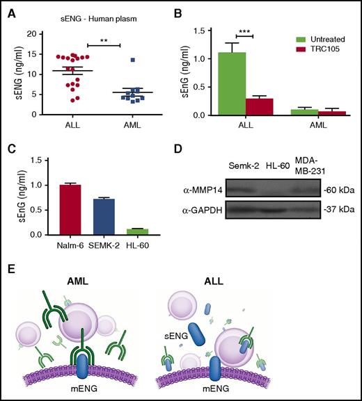Figure 4. Levels of sENG are higher in ALL and potentially interfere with TRC105 efficacy. (A-C) Levels of sENG in leukemic cells. Measurements were performed using standard quantitative ELISA. (A) Concentration of sENG in the plasma of AML (n = 11) and ALL (n = 18) patients. Each data point represents a single patient sample. **P < .01 by Student t test. (B) Levels of sENG in the serum of mice that had been injected with ALL or AML blasts, and subjected to TRC105 treatment, or not, for a period of 12 weeks. Error bars indicate SEM for each cohort (n = 4). ***P < .001 by Student t test. (C) Levels of sENG in leukemic cell lines Nalm-6, Semk-2, and HL-60. Supernatant of these cell cultures was collected on day 4. Error bars indicate SEM from 2 independent experiments. (D) Western blot analyses for MMP-14 in lysates from indicated cancer cell lines. Active form of MMP-14 is observed in Semk-2 as well as a positive control MDA-MB-231, but not in HL-60. GAPDH was used as loading control. (E) Schematic representation outlining the effect of sENG on TRC105 treatment. In AML, which is characterized by low levels of sENG, the monoclonal antibody TRC105 is free to bind to the membrane form of endoglin (left panel). However, in ALL (right panel), which exhibits high levels of sENG, TRC105 is decoyed, resulting in less TRC105 available to bind to mENG, and thereby less therapeutic effect.