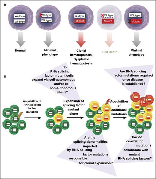 Figure 2. Requirement of RNA splicing factor mutations in disease initiation vs maintenance. (A) RNA splicing factor mutations are consistently expressed in the presence of the wild-type allele.1,3,63 These mutations frequently occur early in the pathogenesis of MDS41-43 and related myeloid neoplasms and are also enriched in clonal hematopoiesis of indeterminate potential,5,45,46,64 suggesting their role in disease initiation. Consistent with a role in disease initiation, expression of these mutations in the heterozygous state in mice in vivo results in an MDS-like phenotype.6-8 Curiously, however, genetic deletion of the mutant allele appears to have no phenotypic effects in multiple cell types in vitro,11,25,44 questioning the role of the mutant allele once a disease is established. In contrast, deletion of the wild-type allele in the setting of expression of the mutant protein is associated with cell lethality.11,23,44 (B) Schematic representation of acquisition of RNA splicing factor mutations early in the pathogenesis of clonal hematopoiesis of indeterminate potential and MDS with questions about the role that these mutations at each stage of disease development.