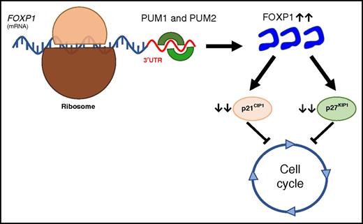 PUM1 and PUM2 bind to the 3′UTR of the FOXP1 transcript leading to increased FOXP1 protein levels. Elevated FOXP1 levels lead to reduction in p21 and p27 protein levels promoting cell cycle progression.