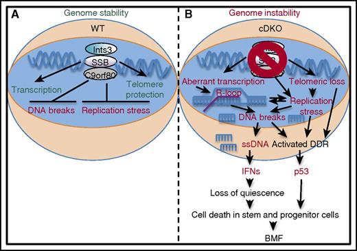 Ssb1 and Ssb2 protect genome integrity, via promoting resolution of R-loops during transcription, and facilitate telomere maintenance (A). Shi et al demonstrate that compound loss of Ssb1 and Ssb2 in HSCs leads to replication stress and DNA breaks at actively transcribed sites prone to R-loop formation. This leads to accumulation of intracellular ssDNA, production of IFNs, and loss of quiescence, which drives HSC depletion and BMF at least in part via a p53-dependent mechanism (B). Collectively, these findings provide insight into the mechanisms by which faulty DNA repair can induce BMF. See the complete Figure 7 in the article by Shi et al that begins on page 2479. DDR, DNA damage response; WT, wild-type.