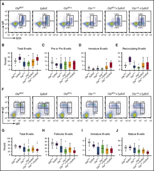 Figure 1. Crebbp deletion leads to impairments in B-cell development. (A) An example of flow cytometry density dot plots showing B220 and IgM staining of bone marrow cells from mice older than 5 months. Plots are gated on viable single leukocytes based upon PI staining and scatter characteristics. Gating shows pre- or pro-B cells (B220low, IgM−), IgM+ B cells (B220+, IgM+), and B220high B cells that can be defined as recirculating B cells based upon expression of IgM and IgD. A notable change in the IgM+ and B220high B-cell populations can be observed across strains, with reduced numbers being associated with Crebbp deletion and being partially rescued by the EµBcl2 transgene. (B) A summary of total B-cell percentage in the bone marrow, measured as the percentage of B220+ cells among viable single cells, is shown for all strains. A 1-way ANOVA test showed a significant variance across strains in the dataset (P < .001). Post hoc testing (Tukey) revealed that this was driven by significantly higher numbers of total B cells in EµBcl2 mice compared with CbpWT/F (P = .011), CbpWT/Δ (P < .001), CbpΔ/Δ (P < .001), and CbpWT/Δ × EµBcl2 (P < .001) mice, but not between EµBcl2 and CbpΔ/Δ × EµBcl2 mice (P = .068). All other head-to-head comparisons were not significant (P > .05). (C) A summary of pre- or pro-B cells, measured as the percentage of B220low IgM− cells as a proportion of all B220+ cells, is shown for all strains from mice older than 5 months. There was no significant variance in this population across strains (1-way ANOVA, P = .652). (D) A summary of immature B-cell frequencies, measured as the percentage of B220+ IgM+ IgD− cells as a proportion of all B220+ cells, is shown for all strains. A 1-way ANOVA test showed a significant variance across the dataset (P = .034) that was driven by significantly higher frequencies in the CbpΔ/Δ × EµBcl2 strain compared with the CbpWT/Δ strain (Tukey, P = .018). No other head-to-head comparisons were statistically significant in post hoc testing (P > .05). (E) A summary of recirculating B-cell frequencies, measured as the percentage of B220+ IgM+ IgD+ cells as a proportion of all B220+ cells, is shown for all strains. One-way ANOVA showed a significant variance across the strains in the dataset (P < .001). Post hoc testing (Tukey) revealed that this was driven by a significantly higher frequency of mature B cells in EµBcl2 mice compared with CbpWT/F (P = .001), CbpWT/Δ (P < .001), CbpΔ/Δ (P < .001), CbpWT/Δ × EµBcl2 (P < .001), and CbpΔ/Δ × EµBcl2 (P = .004) mice. (F) An example of flow cytometry density dot plots showing IgD and IgM staining of splenocytes from mice older than 5 months. Plots are gated on viable single leukocytes based upon PI staining and scatter characteristics. A reduction in the frequency of immature (IgM+IgD−), transitional (IgMhiIgD+), and mature (IgM+IgD+) cells can be seen with Crebbp deletion, and this is not restored by the addition of the EµBcl2 transgene. Note that the frequencies for these populations, shown in panels I and J of and supplemental Table 2, are based upon additional gating for B220+ cells that are not shown in this figure. (G) Box plots show the B220+ cells, as a percent of all viable single cells, across the 6 strains. There was a significant variability among strains (1-way ANOVA, P = .007) that was driven by significantly lower frequencies in CbpWT/Δ compared with CbpWT/F (Tukey, P = .036) and CbpWT/Δ × EµBcl2 (Tukey, P = .048) strains. No other head-to-head comparison was significant. (H) Box plots show follicular (B220+CD21+CD23+) B cells, as a percent of B220+ cells, across the 6 strains. There was significant variance across the strains, driven by significantly lower frequencies in CbpWT/Δ, CbpΔ/Δ, CbpWT/Δ × EµBcl2, and CbpΔ/Δ × EµBcl2 mice compared with both CbpWT/F and EµBcl2 (Tukey, P < .01 for all head-to-head comparisons). (I) The frequency of immature (B220+IgM+IgD−) B cells, as a percentage of B220+ cells, are shown in box plots. There was significant variance across the strains (1-way ANOVA, P < .001) that included significantly lower frequencies in CbpWT/Δ (Tukey, P < .001) and CbpΔ/Δ (Tukey, P = .005) compared with CbpWT/F mice, and significantly lower frequencies in CbpWT/Δ × EµBcl2 (Tukey, P = .006), and CbpΔ/Δ × EµBcl2 (Tukey, P = .013) compared with EµBcl2 mice. (J) The frequencies of mature B cells (B220+IgM+IgD+), as a percentage of B220+ cells, are expressed in a box plot. There was significant variance across the strains (1-way ANOVA, P < .001) that was driven by significantly lower frequencies in CbpΔ/Δ, CbpWT/Δ × EµBcl2, and CbpΔ/Δ × EµBcl2 mice compared with both CbpWT/F and EµBcl2 mice (Tukey, P < .05 for all comparisons). There was no significant difference between CbpWT/Δ mice and either CbpWT/F (Tukey, P = .172) or EµBcl2 mice (Tukey, P = .082).