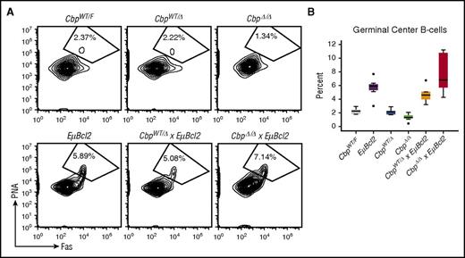 Figure 2. GCB-cell formation following immunization. Mice from each strain were immunized with 1-2 × 108 sheep red blood cells into the peritoneum, and the spleens analyzed for germinal center formation 10 days later. (A) Example contour plots show GCB-cell frequencies across the 6 strains that were analyzed. Plots are gated on viable (PI-negative) single B cells (B220+), and GCB cells are defined as peanut agglutinin (PNA)-positive and Fas-positive cells. (B) Box plots show the trends of GCB-cell development across 8 CbpWT/F, 8 EµBcl2, 5 CbpWT/Δ, 7 CbpΔ/Δ, 6 CbpWT/Δ × EµBcl2, and 6 CbpΔ/Δ × EµBcl2 mice. One-way ANOVA showed a significant variability across the strains (P < .001), but post hoc analysis (Tukey) showed that this was driven by significantly higher frequencies of GCB cells in mice carrying the EµBcl2 transgene compared with mice without the EµBcl2 transgene (P < .001 to .040). There was no significant difference between CbpWT/F and either CbpWT/Δ or CbpΔ/Δ mice, nor between EµBcl2 and either CbpWT/Δ × EµBcl2 or CbpΔ/Δ × EµBcl2 mice (P > .05).