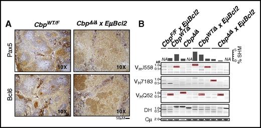 Figure 4. B-cell lymphomas in Crebbp transgenic mice are of GCB-cell origin. (A) An example of immunohistochemical staining for the spleen of an age-matched control mouse (CbpWT/F) and a lymphoma-involved spleen from a CbpΔ/ΔxEµBcl2 mouse. The control mouse shows normal benign follicles and an expected pattern of Pax5 and Bcl6 staining. The lymphoma-involved spleen shows diffuse histology with cells that are Pax5 and Bcl6 positive, supporting a GCB-cell origin. (B) Immunoglobulin rearrangements were assessed by PCR in DNA extracted from tumor-involved spleens and a spleen from age-matched control mice (CbpF/FxEµBcl2). Control mice showed a laddering pattern indicative of a polyclonal B-cell population, as shown in the left-most lane. In contrast, the majority of tumor samples from CbpWT/Δ, CbpΔ/Δ, CbpWT/ΔxEµBcl2, and CbpΔ/ΔxEµBcl2 mice showed a single dominant band that is indicative of a clonal B-cell population, as seen in these examples. Eight of these bands, highlighted in red boxes, were excised and cloned for sequencing. Analysis revealed the presence of somatic hypermutation in 7/8 tumors, with an average of 2% deviation (min = 0.8%, max = 4.2%) deviation from the germ-line V-gene sequence. This provides further evidence in support of the GCB-cell origin of these tumors, or that the B cells have previously transited through the germinal center. NA, not applicable; SHM, somatic hypermutation.