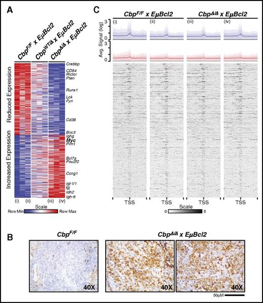 Figure 5. Transcriptional changes associated with Crebbp deletion are not associated with gene-proximal H3K18Ac changes. (A) Gene expression profiling was performed on purified B cells from adult disease-free mice to determine early molecular alterations associated with disease etiology. Differential gene expression analysis revealed a signature of genes with significantly (false discovery rate < 0.25, fold change >1.2) reduced or increased expression associated with deletion of 1 or both alleles of Crebbp in the EµBcl2 background. This represents the intersection of head-to-head comparisons between mice with both alleles of Crebbp intact (CbpF/FxEµBcl2) compared with those with either 1 allele (CbpWT/ΔxEµBcl2) or 2 alleles (CbpΔ/ΔxEµBcl2) of Crebbp deleted and included increased expression of the Myc oncogene. The samples for which ChIP-seq was also performed are annotated at the bottom of the figure with roman numerals. (B) Increased expression of Myc was confirmed by immunohistochemical staining of spleens from CbpΔ/ΔxEuBcl2 mice compared with an age-matched control (CbpF/F). (C) Heat maps show the level of H3K18Ac from 10 kb upstream to 10 kb downstream from the TSS of genes with differential expression associated with Crebbp deletion. ChIP-seq was performed on the same samples that were interrogated by gene expression profiling, as annotated by corresponding roman numerals in panels A and C. The H3K18Ac level of each gene is aligned with the expression levels in panel A, and the average signal (line) ± the standard deviation (shaded region) is summarized for genes with reduced (blue) or increased (red) gene expression at the top of the heat map. There is a peak of H3K18Ac at the TSS of most genes with differential expression, showing our ability to detect H3K18Ac at TSSs. However, the changes in gene expression between strains were not associated with changes in H3K18Ac at the TSS ± 10 kb.