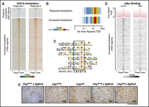 Figure 6. Regions of differential H3K18Ac are primarily intragenic and are bound by Myc. (A) Ratio heat maps of the level of H3K18Ac from CbpΔ/ΔxEuBcl2 B cells compared with CbpF/FxEuBcl2 B cells from 2 unique biological and technical replicates. These heat maps show the intersection of significant differences identified in each replicate, which includes a small number of regions with significantly reduced peaks of H3K18Ac and a large number of regions with significantly increased peaks of H3K18Ac. (B) Regions of reduced and increased acetylation primarily affect intragenic regions that are distant from the nearest TSS. The distance from the center of the peak of significantly reduced (above) or increased (below) regions of acetylation to the TSS of the nearest gene is shown using a heat plot. It can be seen that the majority of the peaks of differential H3K18Ac lie very far from the nearest TSS, suggesting that they may be distant regulatory elements. (C) An example of motifs that were most significantly enriched in regions of differential H3K18Ac and showed homology to MYC binding sites is displayed. This provided evidence that regions of altered H3K18Ac may be bound by MYC. (D) Public ChIP-seq data for Myc from the Ch12 murine B-cell lymphoma and Mel murine erythroleukemia cell line show a peak of strong Myc binding at the same location as the peak of increased H3K18Ac observed in CbpΔ/ΔxEuBcl2 B-cells. Regions are aligned and show the same physical location as panel A. The average signal (line) ± 1 or 2 standard deviations (shaded region) is summarized at the top of the heat map. The strong peak at the top and Myc binding signal that aligns with the center of the peaks of increased acetylation in our transgenic mice support the binding of Myc to these regions and implicate Myc in the observed epigenetic alterations. (E) Due to the potential importance of Myc in the disease etiology, we confirmed that Myc was also expressed in tumor samples from our transgenic mice. All tumors showed Myc staining, but this was absent from age-matched control spleens. Illustrative examples are shown, with only rare positive cells visible in the control spleen (CbpWT/FxEµBcl2), but broad positive staining in the tumor-involved spleens from mice with 1 or both alleles of Crebbp deleted. Cent., center; cMyc, Myc protooncogene.