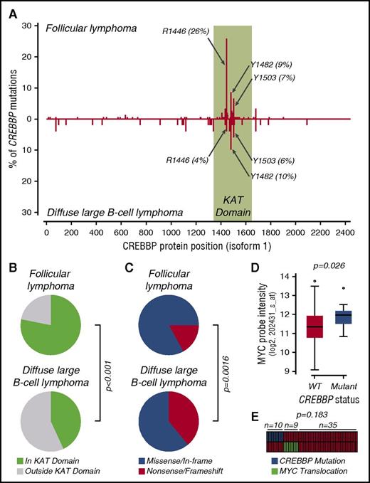 Figure 7. Significantly different distributions of CREBBP mutations in human FL compared with DLBCL. (A) CREBBP mutation data were obtained for a total of 310 FL and 274 DLBCL in which both diseases were interrogated in the same study using the same approach. Mutations in CREBBP were identified in 151 FL and 51 DLBCL, and the relative representation of the position of these mutations are expressed as a fraction of all CREBBP mutations in that disease, relative to the protein position of CREBBP isoform 1. The KAT domain is shaded in green and defined as amino acids 1342 to 1649. Larger peaks, indicative of a higher fraction of all CREBBP mutations, are seen upstream of the KAT domain in DLBCL compared with FL. In addition, a dominant hotspot can be seen at arginine 1446 in FL that is significantly reduced in DLBCL. In contrast, other hotspots at tyrosine 1482 and 1503 are present at relatively similar frequencies in both FL and DLBCL. (B) Pie graphs show that 78% (118/151) of CREBBP mutations fall within the KAT domain in FL, as compared with only 43% (22/51) in DLBCL (Fisher’s exact test, P < .001). (C) Pie graphs show that only 17% (25/151) of CREBBP mutations in FL create a frameshift of premature stop codon, while the remainder creates single-amino-acid substitutions or insertion/deletions. In contrast, missense/frameshift mutations are present at greater than twice this frequency, 39% (20/51), in DLBCL (Fisher’s exact test, P = .0016). (D) Gene expression microarray data from DLBCL tumors with previously determined CREBBP mutational status were used to evaluate MYC expression. There was a significantly higher expression of MYC in tumors with CREBBP mutation compared with those with no CREBBP mutation (1-tailed Student t test, P = .026). This is despite the unknown MYC translocation status that may alter the expression of MYC in a subset of cases. (E) MYC translocation status was available for 54 cases with known CREBBP mutation status. We observed no overlap in CREBBP mutation and MYC translocation, although this was not statistically significant.