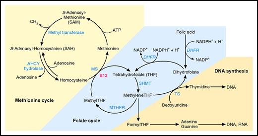 Figure 3. Intersections of B12 and folate metabolism, the methionine cycle, folate cycle, and DNA synthesis showing the methyl folate “trap.” The key intersection of B12 and folate occurs at the methionine synthase (MS) reaction in which the one-carbon methyl group of methyltetrahydrofolate (MethylTHF) is transferred to Hcy to form methionine. The cofactor for this reaction is B12 in the form of methylcobalamin. The folate product tetrahydrofolate regains a one-carbon methylene group through the serine hydroxymethyltransferase (SHMT) reaction, and the resulting methylenetetrahydrofolate is essential for conversion of deoxyuridine to thymidine in the thymidylate synthase (TS) reaction. This reaction is rate limiting for DNA synthesis. In B12 deficiency, folate becomes trapped as methylTHF. Administration of folic acid can temporarily overcome this block through dihydrofolate reductase (DHFR) reduction to tetrahydrofolate. The other product of the MS reaction, the essential amino acid methionine, after adenosylation to S-adenosyl-methionine (SAM), serves as a universal methyl donor in numerous methyltransferase reactions. The product, S-adenosyl-homocysteine (SAH), undergoes reversible hydrolysis by the enzyme adenosyl-homocysteine hydrolase (AHCY hydrolase), yielding Hcy and thus completing the methionine or remethylation cycle. Not shown in this figure is the alternative transsulfuration pathway for Hcy disposal, which requires vitamin B6.8 ATP, adenosine triphosphate; DHFR, dihydrofolate reductase; H+, proton; MTHFR, methylene tetrahydrofolate reductase; NADP+, NAD phosphate; NADPH+, reduced NAD phosphate. Professional illustration by Patrick Lane, ScEYEnce Studios.