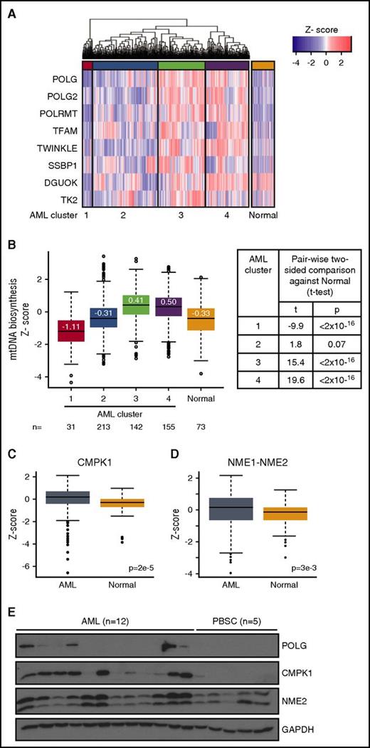 Figure 1. Subsets of AML display upregulated mtDNA biosynthesis and cytoplasmic nucleoside kinase expression. (A) Expression pattern and hierarchical clustering of microarray data from 542 primary human AML and 73 normal nonleukemic and healthy bone marrow samples12 for 8 mtDNA biosynthesis genes. The 4 main AML mtDNA biosynthesis clusters (purple, green, red, cyan) were designated as 1, 2, 3, and 4. A red color indicates a higher expression compared with the mean of all AML and normal samples; a blue color indicates a lower expression. (B) Boxplot of scaled data distribution (z-score) of the 4 AML clusters and normal samples for each of the 8 mtDNA biosynthesis genes from panel A. Values displayed on boxplot indicate median z-score values. Two-sided t tests were applied to estimate significance of differences between AML and normal clusters. (C-D) Boxplot of scaled data distribution (z-score) of cytoplasmic nucleoside kinases CMPK1 (C) and NME1-2 (D) between the 542 primary human AML and the 73 normal samples. Two-sided t test was applied to estimate significance of differences between these 2 groups. (E) Total proteins were extracted and immunoblotted for POLG, cytoplasmic nucleoside kinases CMPK1 and NME2, and loading control glyceraldehyde-3-phosphate dehydrogenase (GAPDH) in 12 human primary AML cells (A1-A12) and 5 normal G-CSF–mobilized PBSCs.