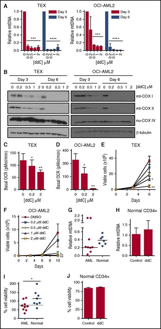 Figure 5. ddC depletes mtDNA and its encoded proteins, inhibits oxidative phosphorylation, and induces preferential antileukemic effects. (A) TEX and OCI-AML2 cells were treated with ddC for 3 and 6 days. Relative mtDNA content was assessed by qRT-PCR as described in “Materials and methods.” Mean ± SD; n = 3. (B) Effect of ddC treatment on protein levels of mitochondrial COX I (mt-COX I), mt-COXII, nuclear COX IV (nu-COX IV), and β-tubulin in whole-cell extracts of TEX and OCI-AML2 cells. The immunoblot from a representative experiment is shown. (C-D) Basal OCR was assessed in TEX and OCI-AML2 cells following ddC treatment of 3 and 6 days, respectively, using the Seahorse XF96 Metabolic Flux Assay. Mean ± SD; n = 3. (E-F) Effect of ddC on cell viability and proliferation in TEX and OCI-AML2 cells. Cell viability was assessed by trypan blue exclusion staining. Mean ± SEM; n = 3. (G) Primary leukemia and normal hematopoietic progenitor cells (G-CSF–mobilized PBSCs) were treated with 2 µM ddC for 6 days. mtDNA content was assessed by qRT-PCR. Leukemia samples C1-C9 were used for analysis. (H) Normal PBSCs were treated with 2 µM ddC for 6 days and sorted for the CD34+ subpopulation using immunomagnetic selection. mtDNA content was assessed in CD34+ population by qRT-PCR. (I) Cell viability was assessed by trypan blue exclusion staining in primary AML cells and Cyquant DNA staining for PBSCs from panel G. Dotted line indicates the cutoff to stratify samples as ddC-sensitive or ddC-resistant. (J) Normal PBSCs were treated with 2 µM ddC for 6 days and cell viability was assessed by propidium iodide (PI) staining in CD34+ subpopulation by flow cytometry. For all experiments, *P < .05, **P < .01, ***P < .001, and ****P < .0001 using the Bonferroni posttest after 1-way ANOVA. The Student t test was applied to panels G-J. DMSO, dimethyl sulfoxide.