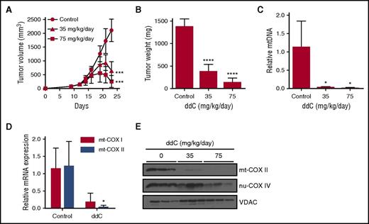 Figure 6. ddC displays efficacy in mouse models of human AML. (A-B) OCI-AML2 cells were injected subcutaneously into the flank of SCID mice. Mice were treated with ddC (35 or 75 mg/kg per day by i.p. injection) or vehicle control for 11 days (n = 8 per group). Tumor volume (A) and weight (B) were assessed from excised tumors. Mean ± SD. (C) Relative mtDNA was assessed from xenograft tumors excised from ddC or vehicle-treated mice in panel A by qRT-PCR. Mean ± SD; n = 3 per group. (D) Relative mRNA expression for mt-COX I and mt-COX II was assessed by qRT-PCR in tumors excised from mice treated with 300 mg/kg per day of ddC or vehicle control for 11 days. Mean ± SD; n = 3 per group. (E) Protein levels of mt-COX II, nu-COX IV, and VDAC from whole-cell extracts of tumors from panel A were assessed by immunoblotting. For all experiments, *P < .05, ***P < .001, ****P < .0001 using the Bonferroni posttest after 1-way ANOVA in panels A-C, and the Student t test in panel D.