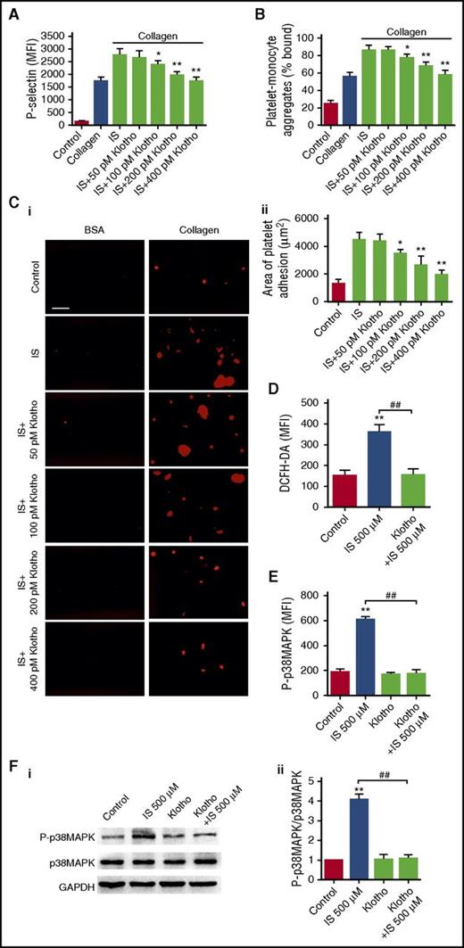 Figure 5. Klotho counteracts IS-induced platelet hyperactivation via inhibiting ROS/p38MAPK signaling. (A-C) Platelets were pretreated with indicated concentrations of Klotho and then stimulated with 500 μM IS. (A) Flow cytometric analysis of P-selectin expression in platelets in response to 2 μg/mL collagen after Klotho pretreatment (n = 6). (B) Flow cytometric analysis of the percentage of platelet-monocyte aggregates in response to 2 μg/mL collagen after Klotho pretreatment in vitro (n = 6). (C) Representative images of thrombus formation on a collagen-coated flow chamber under shear-flow conditions (i). Scale bar, 50 μm. Quantification of the area of platelet adhesion for each group (n = 6) (ii). (A-C) Data are mean ± SD. *P < .05, **P < .01 vs IS group, ANOVA. (D-F) Platelets were pretreated with 400 pM Klotho and then stimulated with 500 μM IS. (D) Flow cytometric analysis of ROS levels in platelets (n = 6). (E) Flow cytometric analysis of the expression of P-p38MAPK in platelets (n = 6). (F) Western blot analysis of the expression of P-p38MAPK and p38MAPK in platelets (i). Quantification of the ratio of P-p38MAPK/p38MAPK for each group (n = 3) (ii). (D-F) Data are mean ± SD. **P < .01 vs control group, ##P < .01 vs IS 500 μM group, ANOVA. GAPDH, glyceraldehyde-3-phosphate dehydrogenase.
