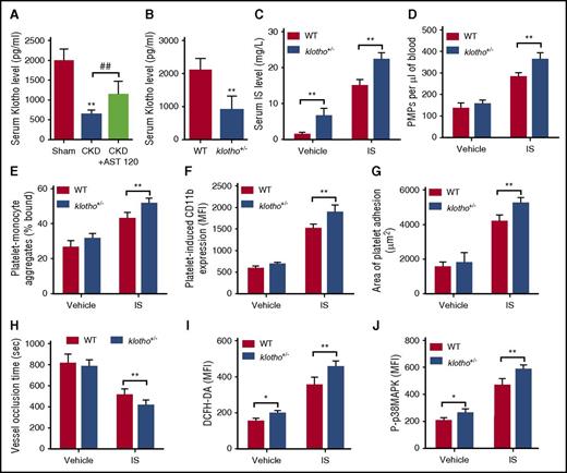 Figure 6. Klotho reduction aggravates IS-induced platelet hyperactivation. (A) Serum Klotho levels in CKD mice after AST-120 treatment (n = 8). Data are mean ± SD. **P < .01 vs sham group; ##P < .01 vs CKD group, ANOVA. (B) Serum Klotho levels in klotho+/− mice (n = 8). Data are mean ± SD. **P < .01 vs WT group, Student t test. (C-J) WT and klotho+/− mice were IP injected with IS (100 mg/kg per day) for 8 weeks. (C) Serum IS levels were measured in WT and klotho+/− mice after IS treatment (n = 8). (D) Flow cytometric analysis of the concentration of PMPs in whole blood (n = 6). (E) Flow cytometric analysis of the percentage of platelet-monocyte aggregates in whole blood in vivo (n = 6). (F) Flow cytometric analysis of platelet-induced CD11b expression in platelet-associated monocytes (n = 6). (G) Quantification of the area of platelet adhesion for each group (n = 6). (H) The time for carotid artery occlusion by thrombus for each group (n = 6). (I) Flow cytometric analysis of ROS levels in platelets (n = 6). (J) Flow cytometric analysis of the expression of P-p38MAPK in platelets (n = 6). (C-J) Data are mean ± SD. *P < .05, **P < .01 vs WT group, Student t test.