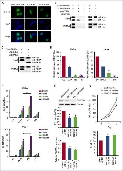 Figure 2. Molecular characterization of FNDC3B-RARA and implications of FNDC3B in granulocytic differentiation. (A) Immunofluorescence analysis of FNDC3B-RARA and FNDC3B localization. HeLa cells were transfected with the indicated C-terminally hemagglutinin (HA)-tagged expression plasmids, and the tagged proteins were detected using an anti-HA antibody followed by an Alexa Fluor 488–conjugated secondary antibody. 4′,6-Diamidino-2-phenylindole (DAPI) was used for nuclear staining. PML-RARA exhibited a microspeckled nuclear pattern as expected. Original magnification ×1000. (B) Analysis of FNDC3B-RARA homodimerization. HeLa cells were transfected with the indicated combinations of C-terminally Myc-tagged and HA-tagged FNDC3B-RARA expression vectors. pCMV-Myc and pCMV-HA are empty vectors. Myc-tagged proteins were immunoprecipitated and samples were analyzed by immunoblotting using the indicated antibodies. (C) Analysis of FNDC3B-RARA heterodimerization with RXRA. Myc-tagged FNDC3B-RARA expression vector was cotransfected with pCI-RXRA or pCI-RARA into HeLa cells. Myc-tagged proteins were immunoprecipitated and samples were analyzed by immunoblotting. FNDC3B-RARA interacts with RXRA but not RARA. In panels B and C, FR indicates FNDC3B-RARA. Twenty micrograms of cell lysates were analyzed in all input samples. (D) Unliganded FNDC3B-RARA is a potent transcriptional repressor. The Cignal RARE reporter was cotransfected with pCI-RARA (RARA), pCI-FNDC3B-RARA (FR), pCI-PML-RARA (PR), or the empty pCI vector (EV) into HeLa and U937 cells. Luciferase activities were measured 30 hours after transfection. Results are presented as relative luciferase activity by comparing to the empty vector control. **P < .01 and ***P < .0001 vs RARA, respectively. (E) The transcriptional activity of FNDC3B-RARA is strongly stimulated by ATRA. After 24 hours of cotransfection with the RARE reporter and various pCI expression vectors as described in panel D, cells were treated with the indicated concentrations of ATRA or dimethyl sulfoxide (DMSO) (vehicle control) for 6 hours before luciferase measurement. Results are presented as fold activation by comparing ATRA treatment to DMSO. *P < .05 and **P < .01, respectively. In panels D and E, transfection efficiency was normalized based on the constitutively expressing Renilla luciferase construct in the RARE reporter and results are expressed as mean ± standard error (SE) from at least 3 independent experiments each performed in triplicate. (F) FNDC3B knockdown impaired ATRA-induced differentiation of NB4 cells. Top, Confirmation of FNDC3B knockdown after 48 hours of siRNA transfection by western blotting. β-actin served as the loading control. Twenty four hours after siRNA transfection, NB4 cells were treated with 100 nM ATRA or DMSO (vehicle control) for 3 days. CD11b expression was measured by flow cytometry (middle) and CCAAT/enhancer-binding protein ε (CEBPE) expression by quantitative RT-PCR and normalized to GAPDH (bottom). Results are expressed as mean ± SE from 3 independent experiments. For CEBPE, expression levels were relative to DMSO treatment. (G) FNDC3B knockdown enhanced NB4 cell proliferation. Twenty four hours after siRNA transfection, NB4 cells were subjected to WST-1 (top) and colony-forming assays (bottom) for cell proliferation analysis. Results are expressed as mean ± SE from 3 independent experiments. In panels F-G, *P < .05 and **P < .01 vs control siRNA, respectively. IP, immunoprecipitation; RFU, relative fluorescence unit.